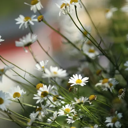 Appartement Ylatupa Kesälahti